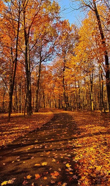 20240927-red-maple-forest-path